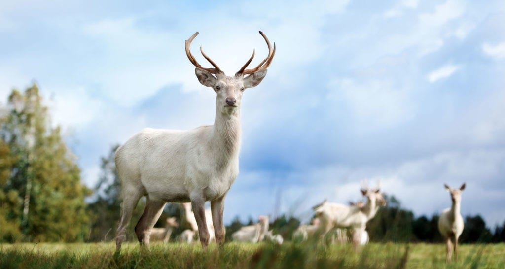 symbolic meaning of the white buck