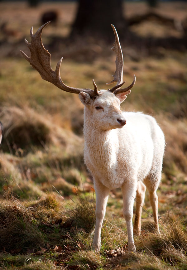 symbolic meaning of the white buck