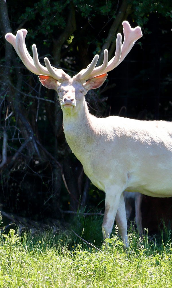 symbolic meaning of the white buck