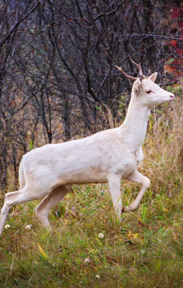 meaning of the white buck