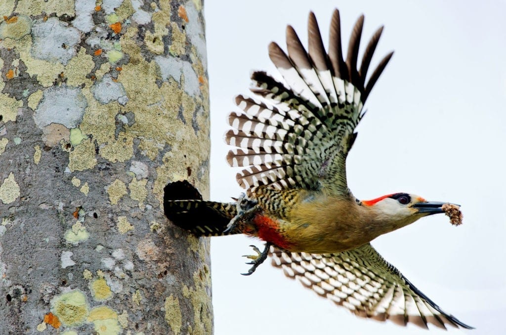 symbolic meaning of the woodpecker