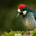 symbolic meaning of woodpecker