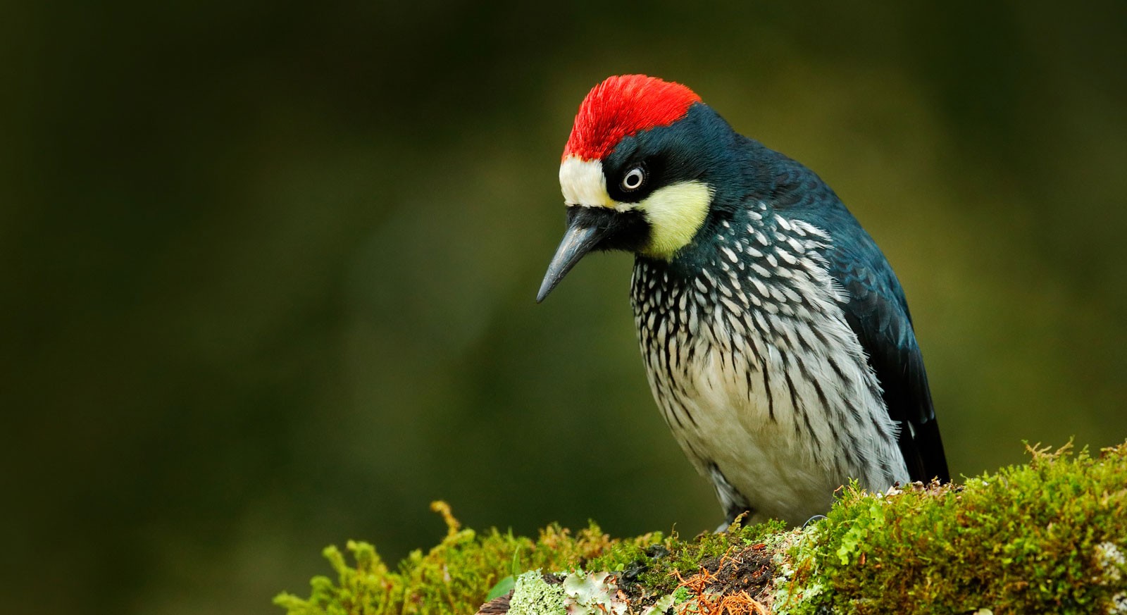 symbolic meaning of woodpecker