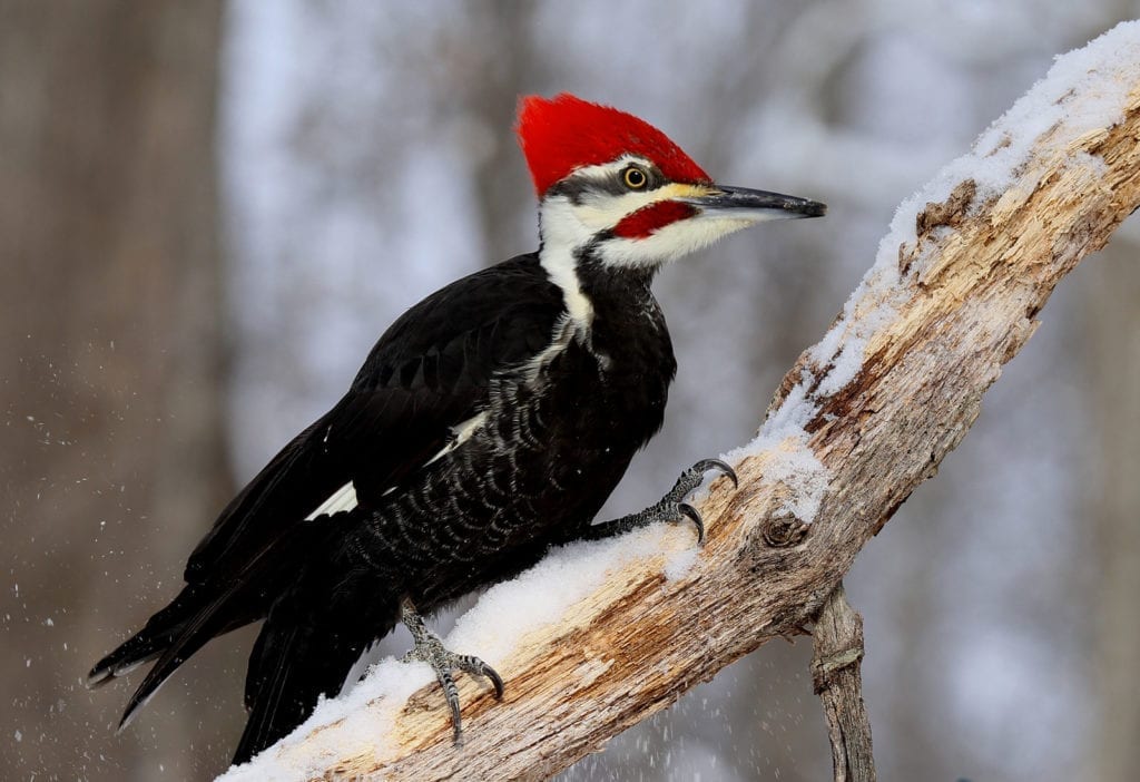 symbolic meaning of the woodpecker