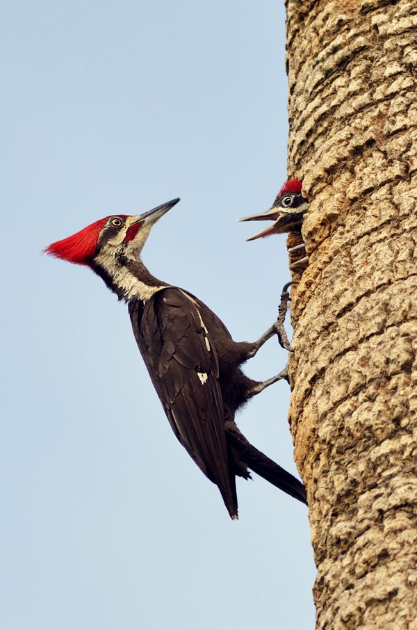 symbolic meaning of woodpecker