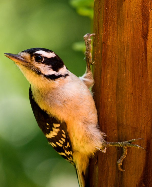 symbolic meaning of woodpecker