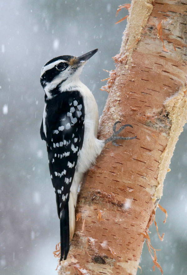 symbolic meaning of woodpecker