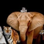 animal totem meanings