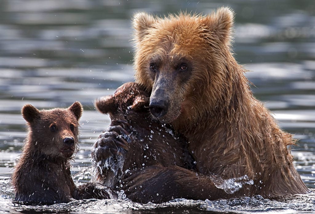 Bear Totem