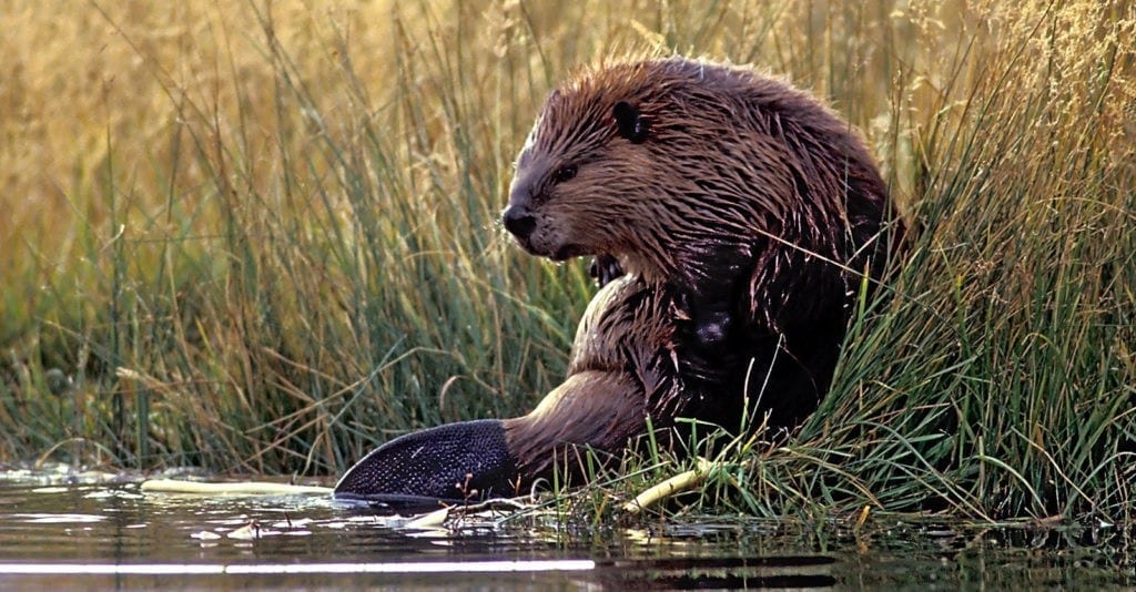 animal symbolism beaver meaning