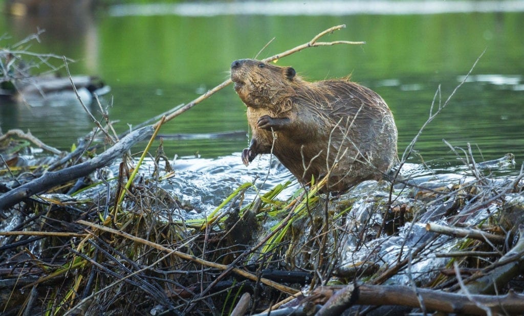 Beaver meaning celtic sign