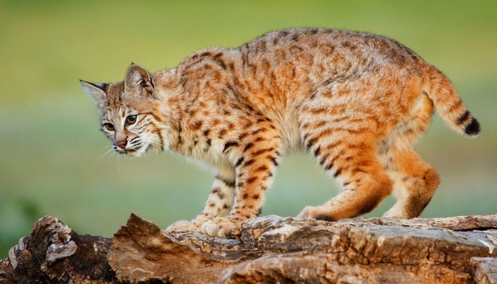 Bobcat totem