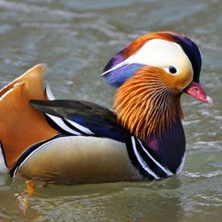 Celtic animal duck meaning