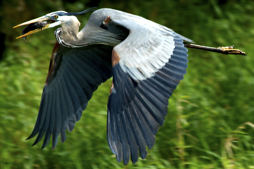 symbolic meaning of the heron