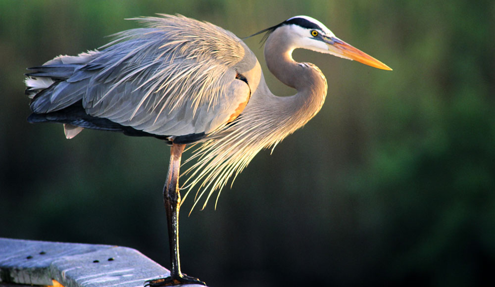 symbolic meaning of the heron