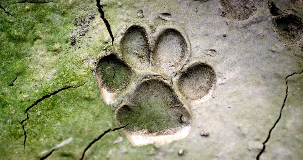 identifying animal tracks