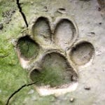identifying animal tracks
