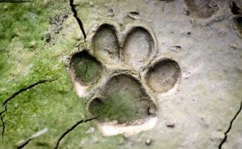 identifying animal tracks
