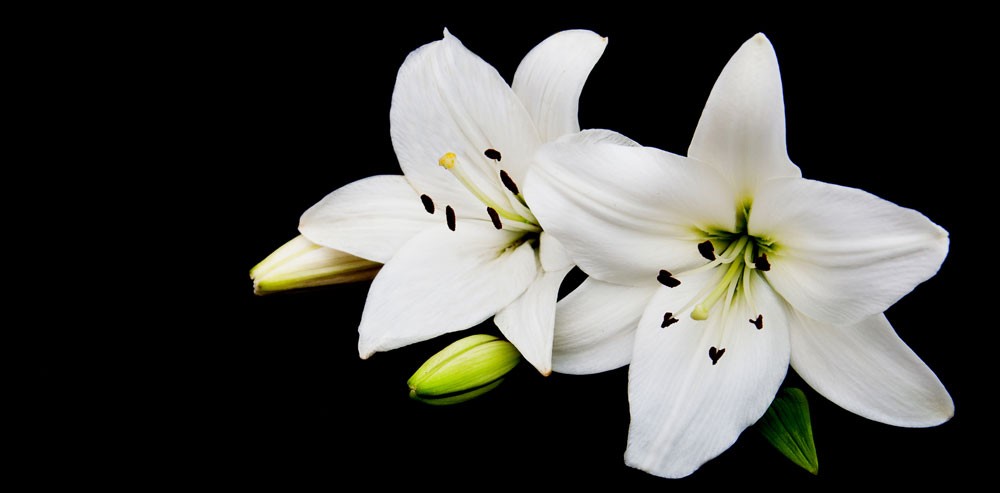 symbolic lily meaning