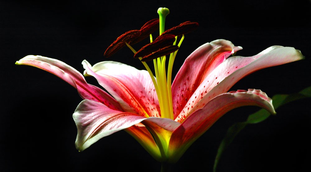 symbolic lily meaning