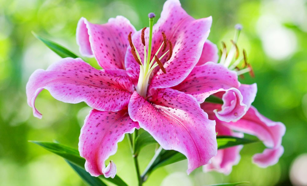 symbolic lily meaning