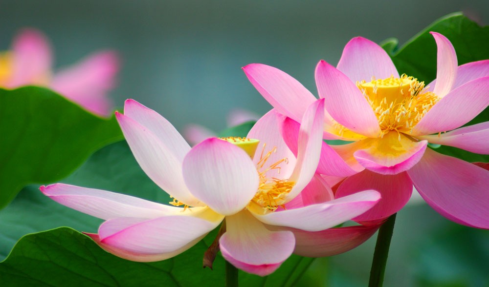 lotus meaning