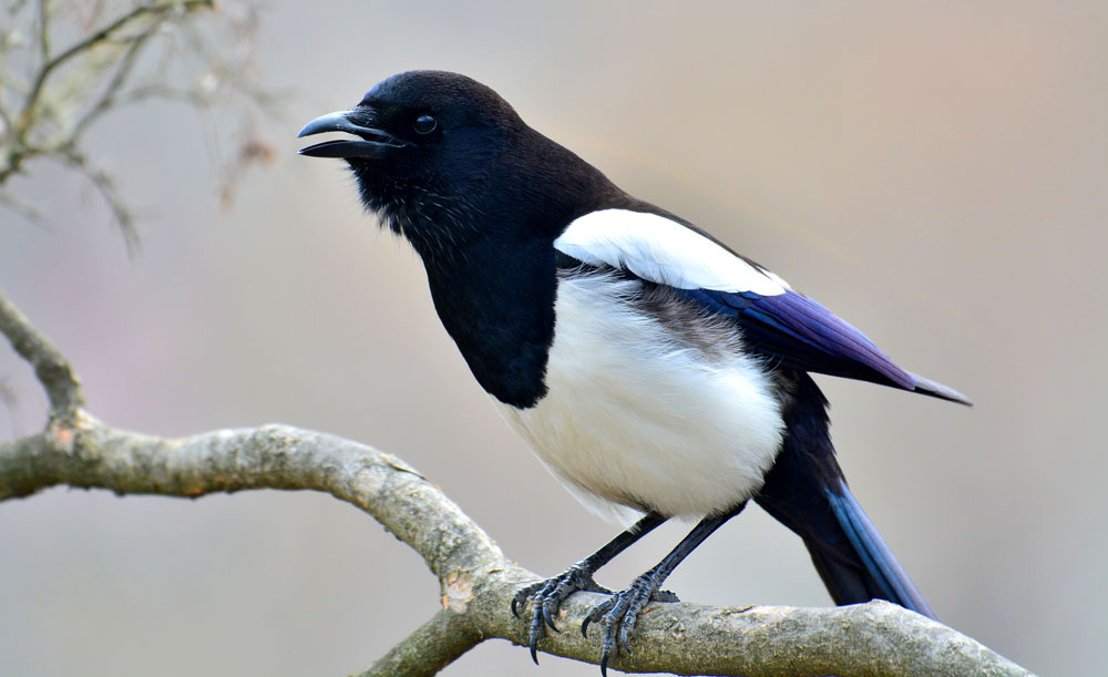 Magpie Meaning