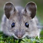symbolic mouse meaning