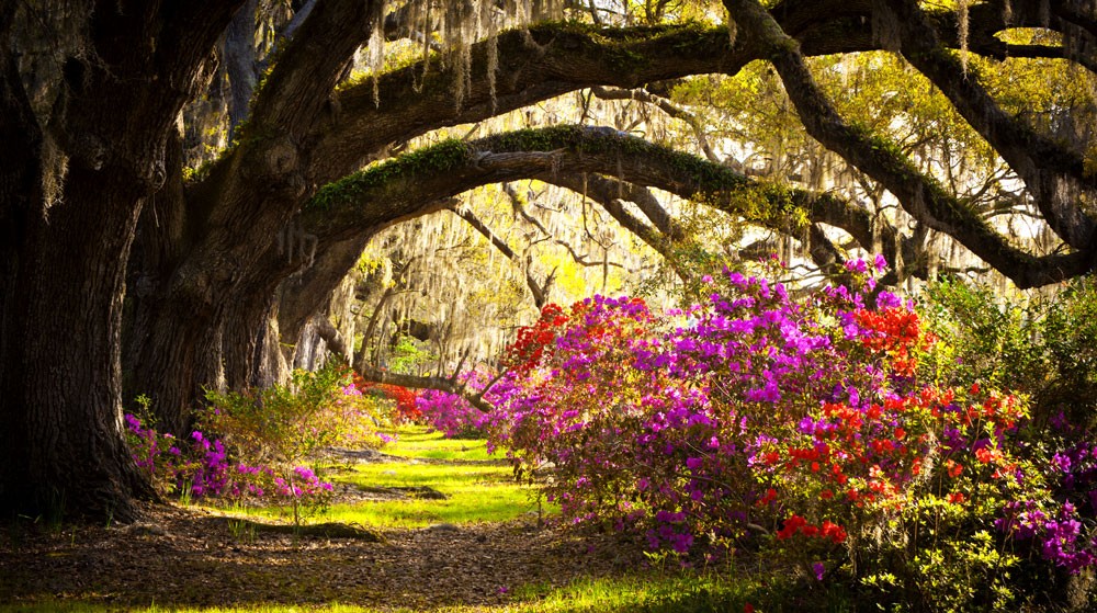 Nature symbols and nature meaning