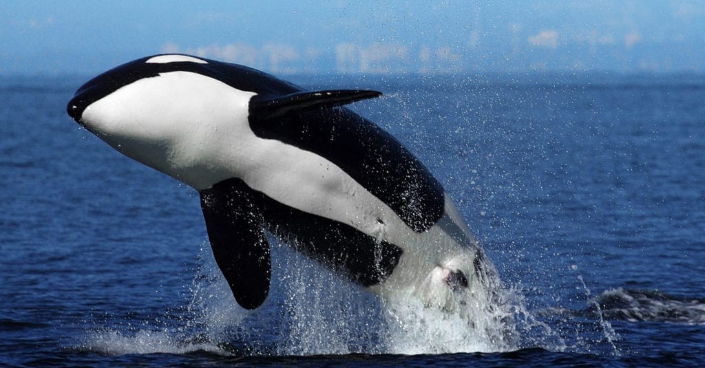 symbolic orca meaning