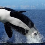 symbolic orca meaning