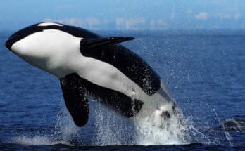 symbolic orca meaning