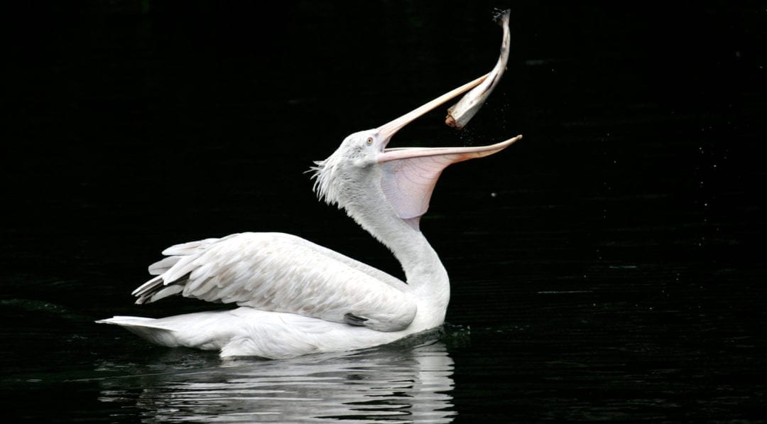 Symbolic Pelican Meaning and Pelican Totem on WhatsYourSign