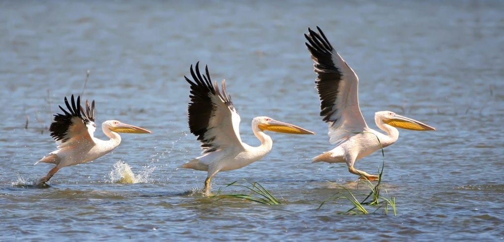 symbolic pelican meaning