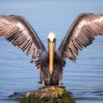 symbolic pelican meaning