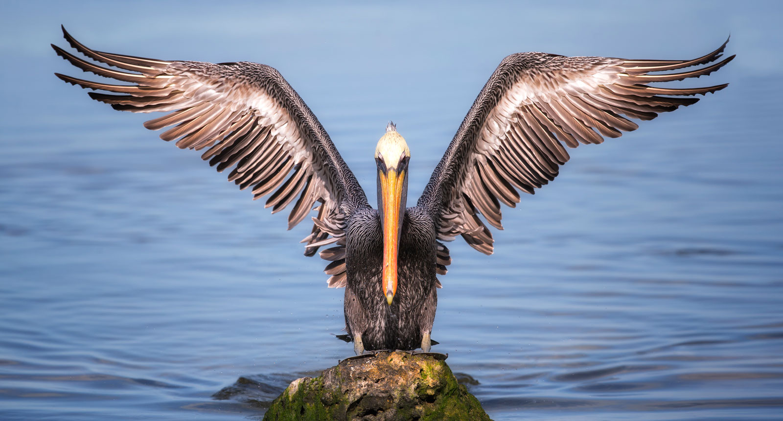 symbolic pelican meaning