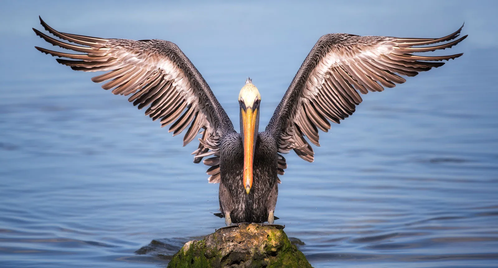 symbolic pelican meaning