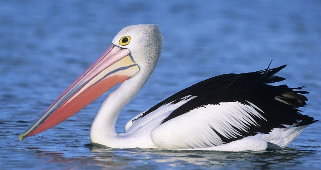 Symbolic Pelican Meaning and Pelican Totem on WhatsYourSign