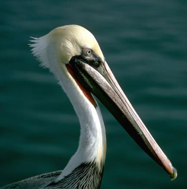 symbolic pelican meaning and pelican totem