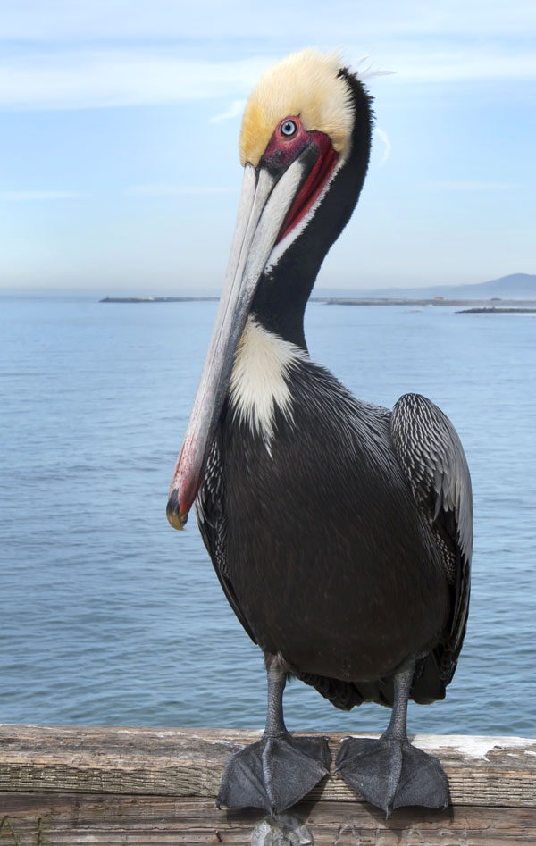 symbolic pelican meaning and pelican totem