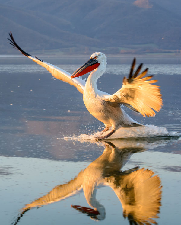 symbolic pelican meaning and pelican totem