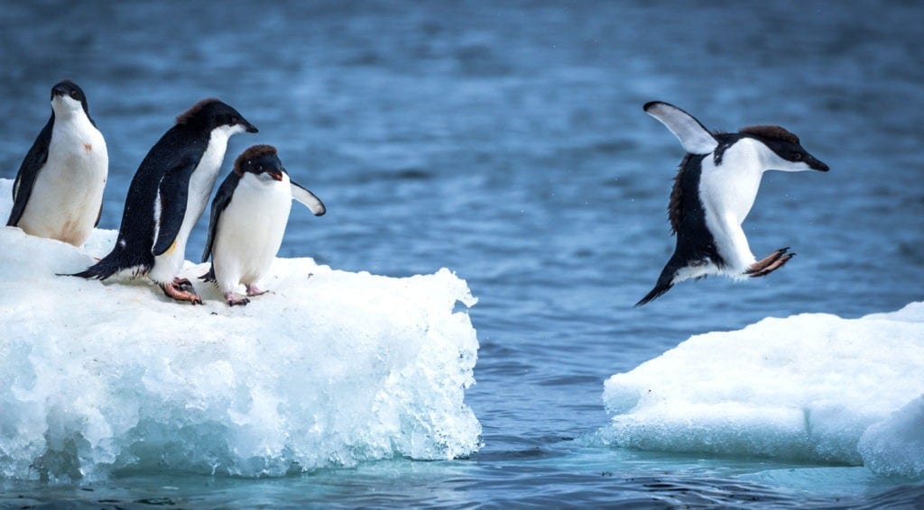 penguin facts and penguin meaning