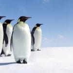 symbolic penguin facts