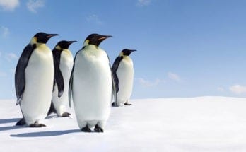 symbolic penguin facts