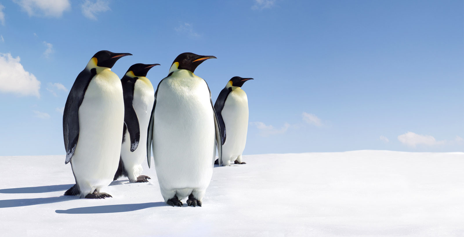 Symbolic Penguin Facts