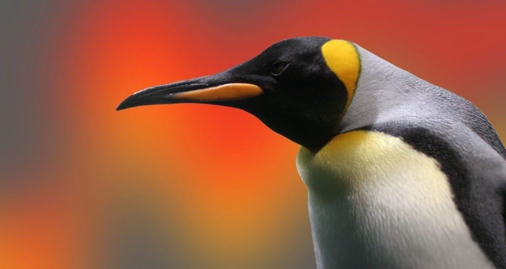 symbolic penguin meaning