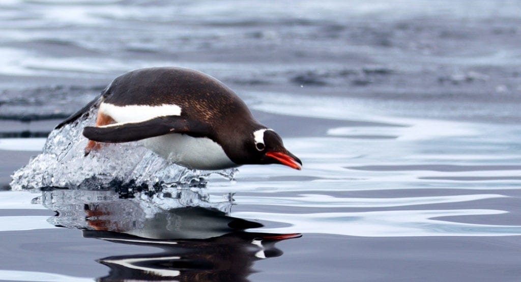 penguin totem and symbolic penguin facts