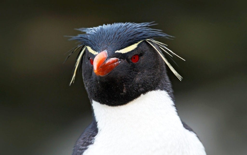 penguin meaning and penguin facts