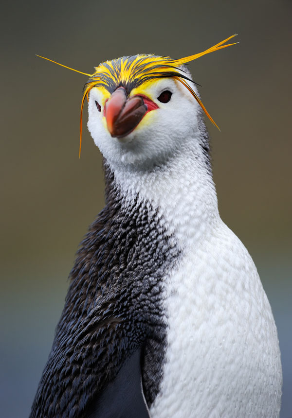 symbolic penguin facts and penguin meaning