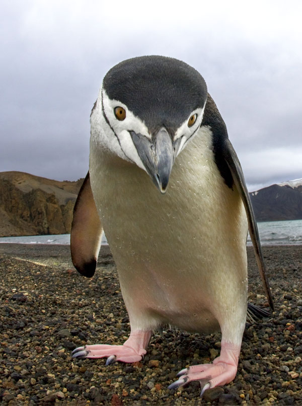 symbolic penguin facts and penguin meaning